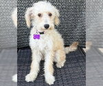 Small #1 Poodle (Miniature) Mix