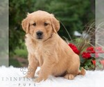 Small #6 Golden Retriever