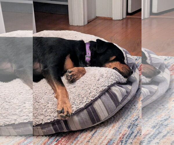 Medium Photo #7 Rottweiler-Unknown Mix Puppy For Sale in White Hall, AR, USA