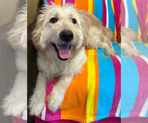 Medium Photo #2 Goldendoodle Puppy For Sale in Pacolet, SC, USA