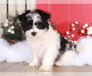 Maltese Puppy for sale in MOUNT VERNON, OH, USA