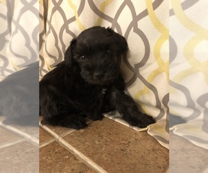 Schnauzer (Miniature) Puppy for sale in BECKLEY, WV, USA