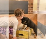 Small Photo #13 Rottweiler Puppy For Sale in NAPA, CA, USA