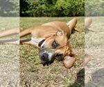 Small American Foxhound Mix