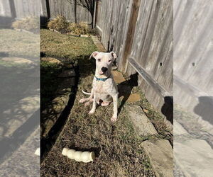 American Pit Bull Terrier Dogs for adoption in Brewster, NY, USA
