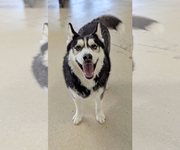 Medium Photo #5 - Mix Puppy For Sale in Queen Creek, AZ, USA