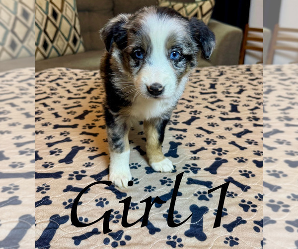 Medium Photo #57 Miniature Australian Shepherd Puppy For Sale in SALISBURY, NC, USA