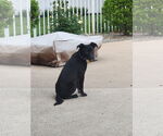 Small #10 Labrador Retriever Mix