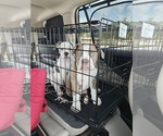 Small #1 Olde English Bulldogge