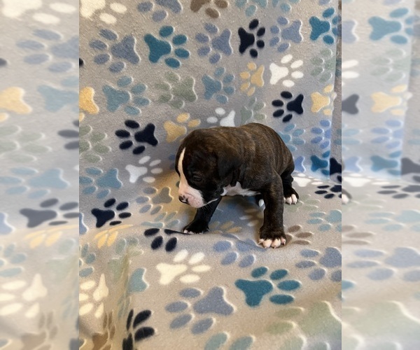 Medium Photo #13 American Bully-American Staffordshire Terrier Mix Puppy For Sale in BROCKTON, MA, USA