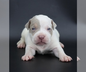 American Bully Puppy for sale in CHAMPAIGN, IL, USA