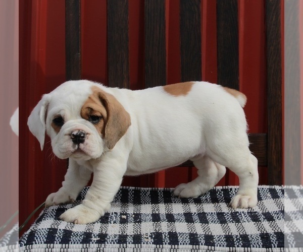Medium Photo #2 Beabull Puppy For Sale in FREDERICKSBURG, OH, USA