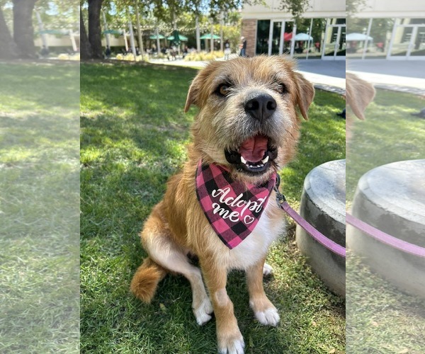 Medium Photo #3 Mutt Puppy For Sale in San Diego, CA, USA