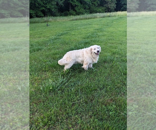 Medium Photo #1 Golden Retriever Puppy For Sale in CANON, GA, USA