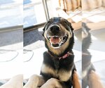 Small #2 Mutt