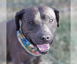 American Staffordshire Terrier Dogs for adoption in San Antonio, TX, USA