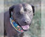 Small American Staffordshire Terrier