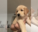 Small Photo #10 Golden Retriever Puppy For Sale in CLEARWATER, FL, USA