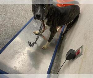 Siberian Husky-Unknown Mix Dogs for adoption in Houston, TX, USA