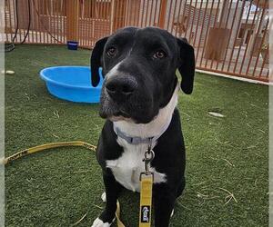 Medium Great Dane Mix