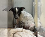 Small Photo #2 Mutt Puppy For Sale in Great Bend, KS, USA