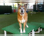 Small #1 German Shepherd Dog Mix