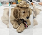 Small #2 Golden Retriever