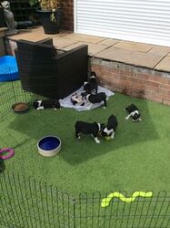 Boston Terrier Puppy for sale in MADISON, WI, USA