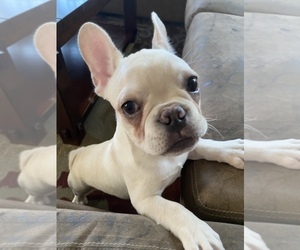 French Bulldog Puppy for sale in BAYVILLE, NJ, USA