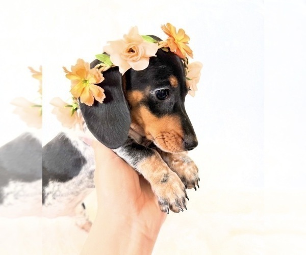Medium Photo #1 Dachshund Puppy For Sale in DAVIS, CA, USA