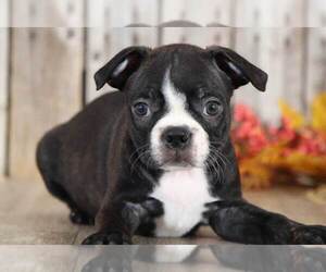 Boston Terrier Puppy for sale in MOUNT VERNON, OH, USA