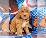Small Photo #3 Goldendoodle Puppy For Sale in LEOLA, PA, USA