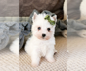West Highland White Terrier Puppy for sale in SYRACUSE, IN, USA