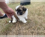 Small Photo #67 Shih Tzu Puppy For Sale in VENETA, OR, USA