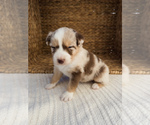Puppy Reuelle Australian Shepherd