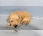 Small #5 Golden Retriever