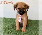 Small Shepweiller