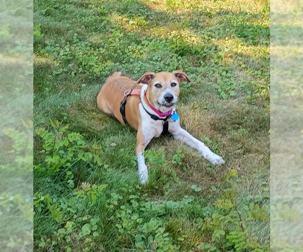 Medium Photo #10 Mutt Puppy For Sale in Pittsburgh, PA, USA