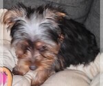Small #7 Yorkshire Terrier