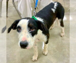 Mutt Dogs for adoption in Alexander, AR, USA