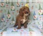 Small #8 Cock-A-Poo