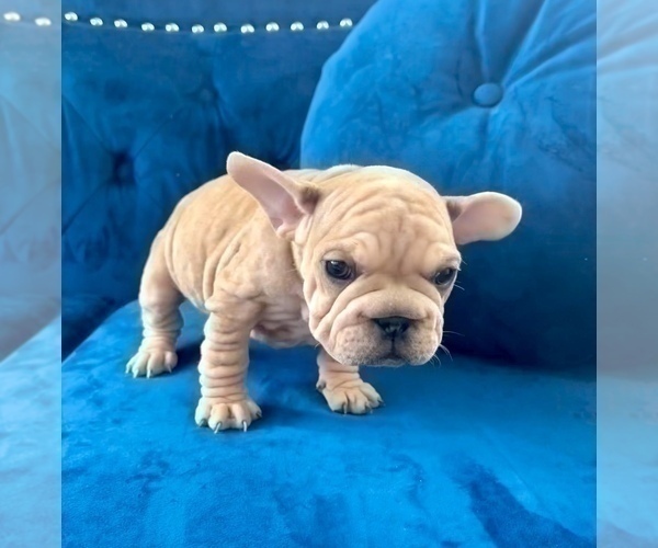 Medium Photo #3 French Bulldog Puppy For Sale in CHARLOTTESVILLE, VA, USA