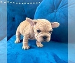 Small Photo #3 French Bulldog Puppy For Sale in CHARLOTTESVILLE, VA, USA