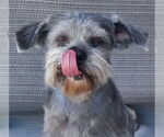 Small Mutt