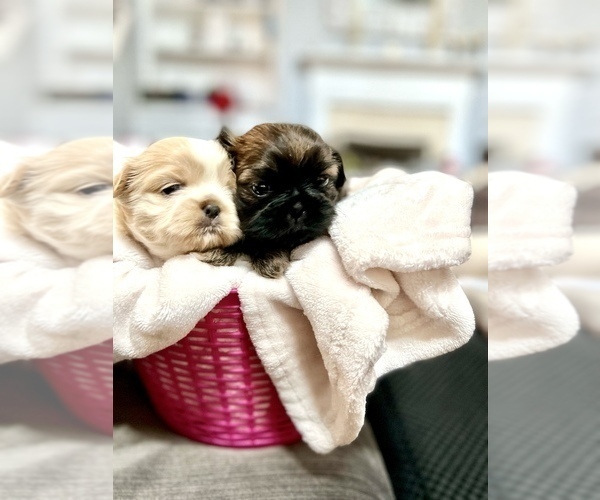 Medium Photo #8 Shih Tzu Puppy For Sale in SUGAR HILL, GA, USA
