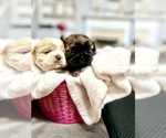 Small Photo #8 Shih Tzu Puppy For Sale in SUGAR HILL, GA, USA