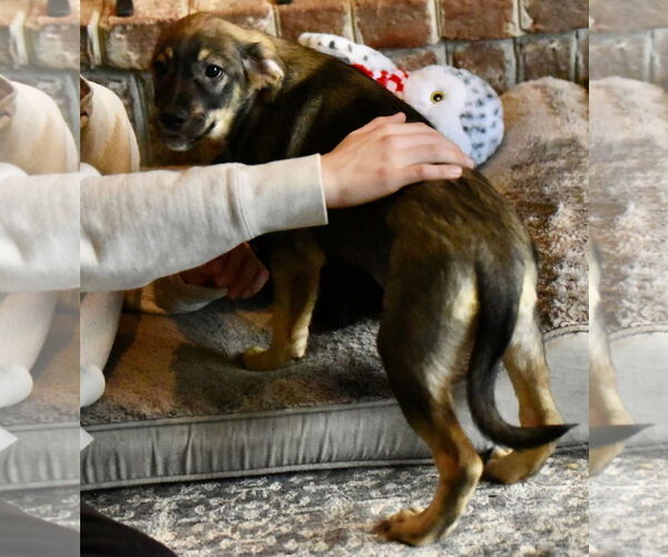 Medium Photo #5 Labrador Retriever-Unknown Mix Puppy For Sale in Mechanicsburg, PA, USA