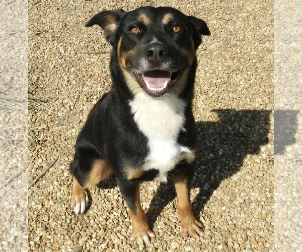 Medium Photo #3 Rottweiler-Unknown Mix Puppy For Sale in Anniston, AL, USA