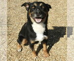 Small #2 Rottweiler Mix