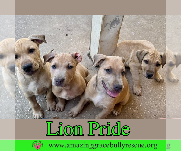 Medium Photo #1 Bulldog-Labrador Retriever Mix Puppy For Sale in Pensacola, FL, USA